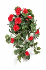 Geranium hang bush 66cm UV